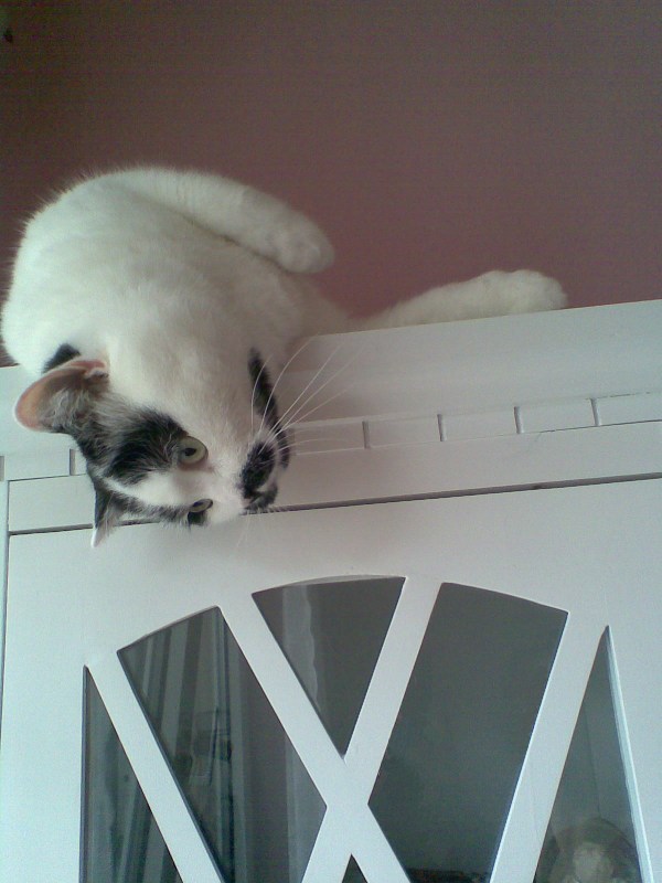 Kater Gismo schaut vom Schrank herab